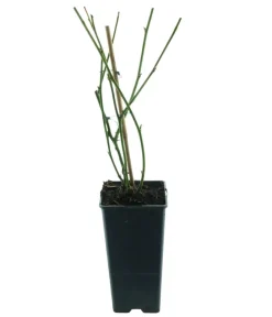Dehner Bio Bio-Obststräucher - Bio Brombeere 'Navaho®' Schwarz