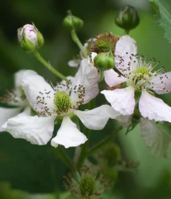 Dehner Bio Himbeeren & Brombeeren|Bio-Obststräucher > Bio Brombeere 'Navaho® BigandEarly®'