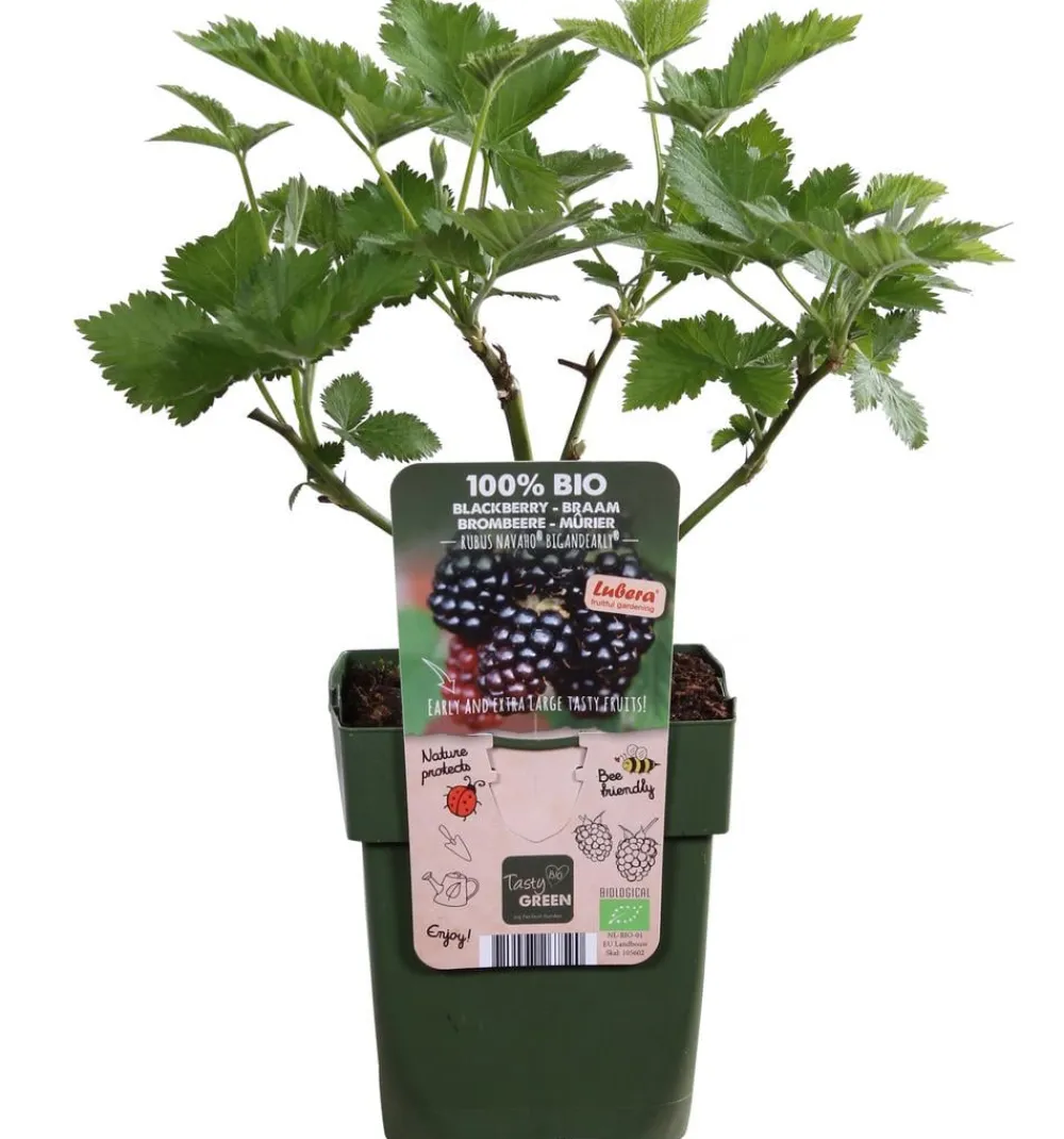 Dehner Bio Himbeeren & Brombeeren|Bio-Obststräucher > Bio Brombeere 'Navaho® BigandEarly®'