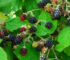 Dehner Bio Himbeeren & Brombeeren|Bio-Obststräucher > Bio Brombeere 'Navaho® BigandEarly®'