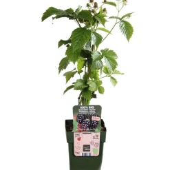 Dehner Bio Himbeeren & Brombeeren|Bio-Obststräucher > Bio Brombeere 'Navaho® BigandEarly®'