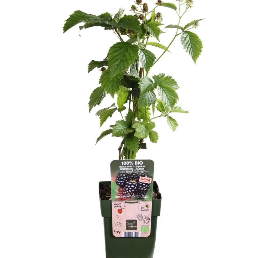 Dehner Bio Himbeeren & Brombeeren|Bio-Obststräucher > Bio Brombeere 'Navaho® BigandEarly®'