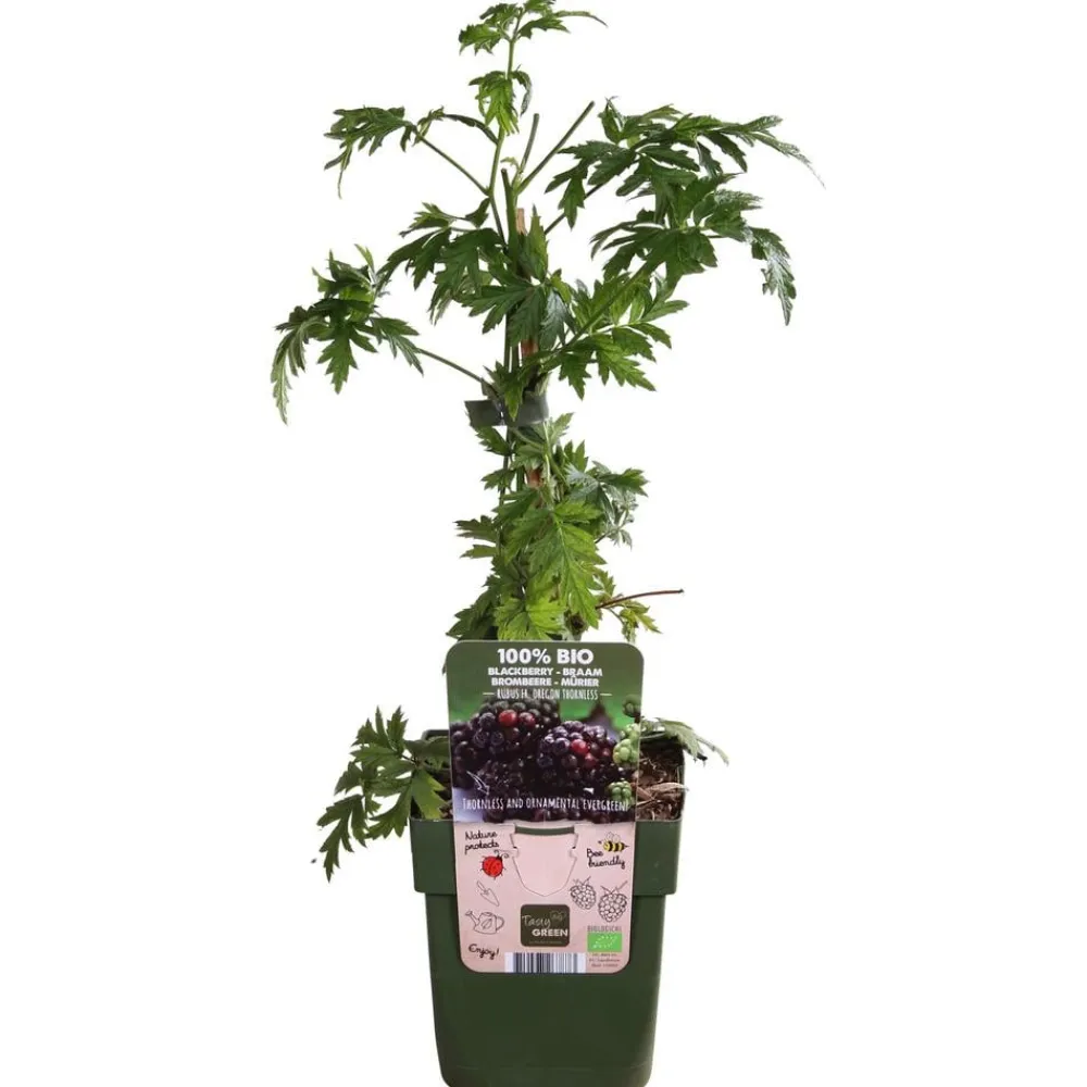 Dehner Bio Himbeeren & Brombeeren|Bio-Obststräucher > Bio Brombeere 'Thornless Evergreen'