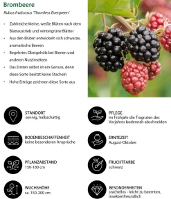Dehner Bio Himbeeren & Brombeeren|Bio-Obststräucher > Bio Brombeere 'Thornless Evergreen'