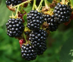 Dehner Bio Himbeeren & Brombeeren|Bio-Obststräucher > Bio Brombeere 'Thornless Evergreen'