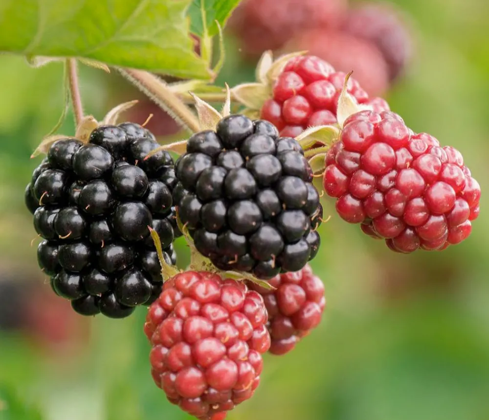 Dehner Bio Himbeeren & Brombeeren|Bio-Obststräucher > Bio Brombeere 'Thornless Evergreen'
