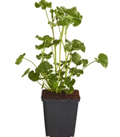 Dehner Bio Bio Buschmalve 'Burgundy Wine' Rosa Sale