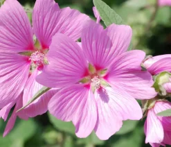 Dehner Bio Bio Buschmalve 'Burgundy Wine' Rosa Sale