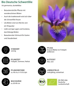 Dehner Bio Bio Deutsche Schwertlilie, dunkelblau Lila Discount