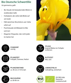 Dehner Bio Bio Deutsche Schwertlilie, Gelb New