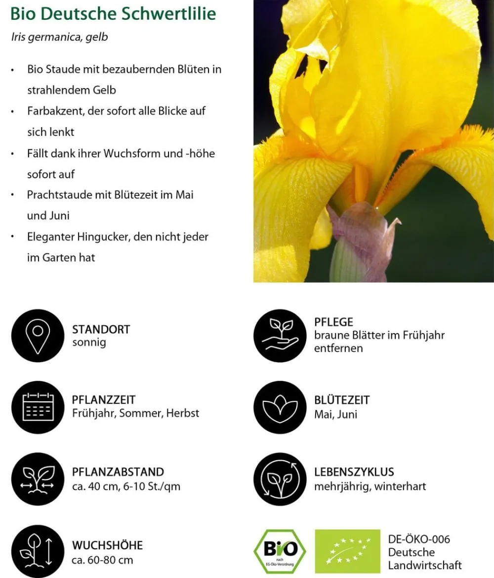 Dehner Bio Bio Deutsche Schwertlilie, Gelb New