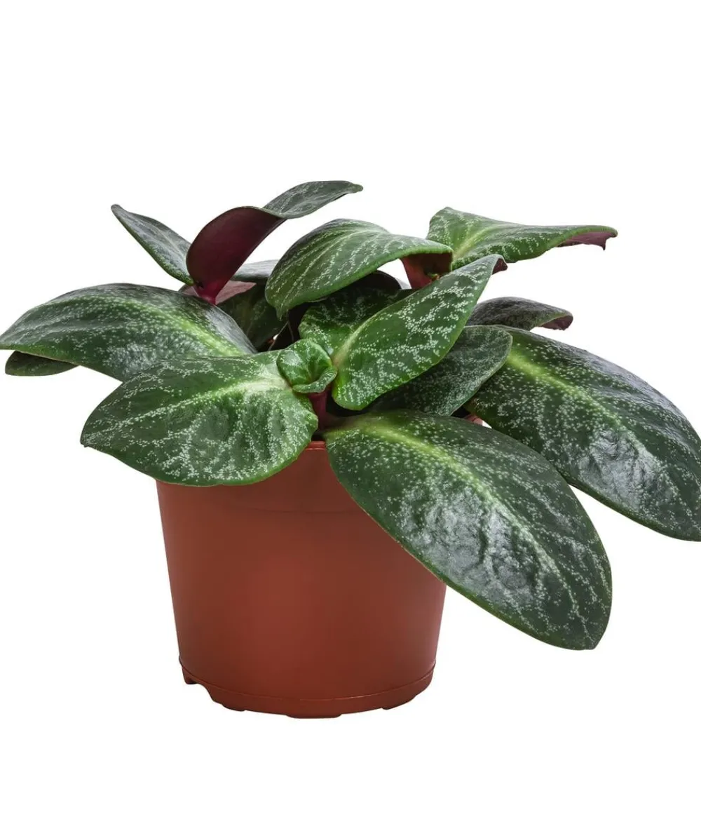 Bioland Grünpflanzen|Bio-Zimmerpflanzen > Bio Dickblatt - Crassula multicava