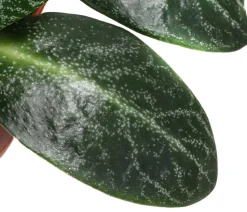 Bioland Grünpflanzen|Bio-Zimmerpflanzen > Bio Dickblatt - Crassula multicava