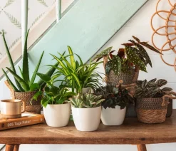 Dehner Bio Grünpflanzen|Bio-Zimmerpflanzen > Bio Echte Aloe - Aloe vera