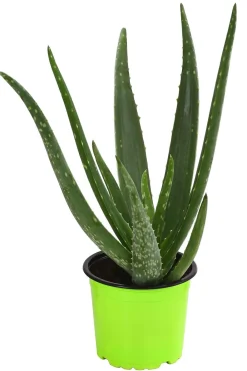 Dehner Bio Grünpflanzen|Bio-Zimmerpflanzen > Bio Echte Aloe - Aloe vera