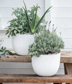 Dehner Bio Grünpflanzen|Bio-Zimmerpflanzen > Bio Echte Aloe - Aloe vera