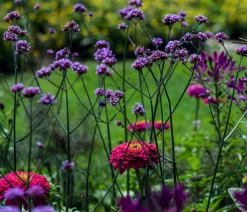 Dehner Bio Steingartenstauden|Bio Stauden - Bio Eisenkraut Lavendel