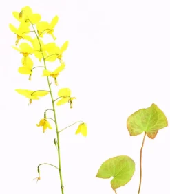 Dehner Bio Bodendecker & Efeu|Blatt- & Schattenstauden > Bio Elfenblume 'Frohnleiten'