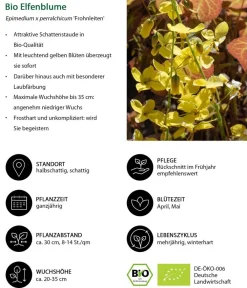 Dehner Bio Bodendecker & Efeu|Blatt- & Schattenstauden > Bio Elfenblume 'Frohnleiten'