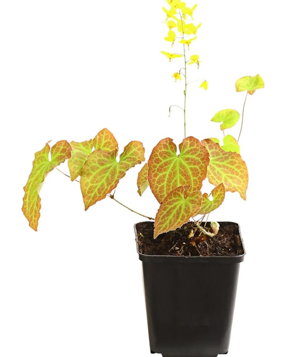 Dehner Bio Bodendecker & Efeu|Blatt- & Schattenstauden > Bio Elfenblume 'Frohnleiten'