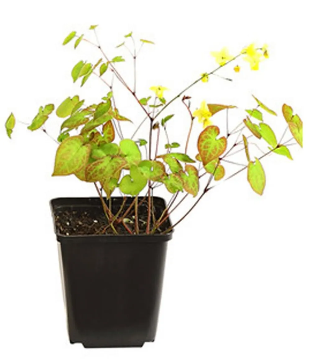 Dehner Bio Bodendecker & Efeu|Blatt- & Schattenstauden - Bio Elfenblume 'Sulphureum' Gelb