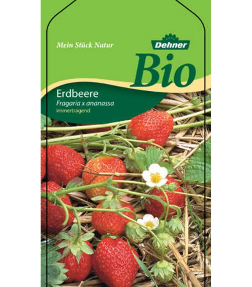 Dehner Bio Erdbeerpflanzen|Bio-Obststräucher - Bio Erdbeere, immertragend, 6er-Schale Rot