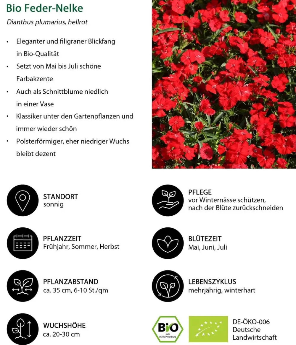 Dehner Bio Bio Feder-Nelke, Hellrot