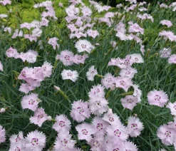 Dehner Bio Bio Feder-Nelke, Rosa Hot