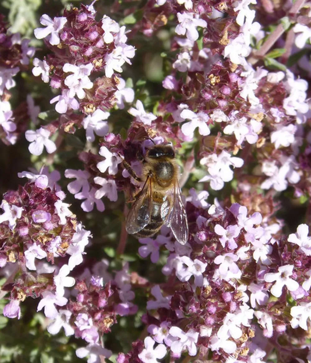 Dehner Bio Bio Feld-Thymian Clearance