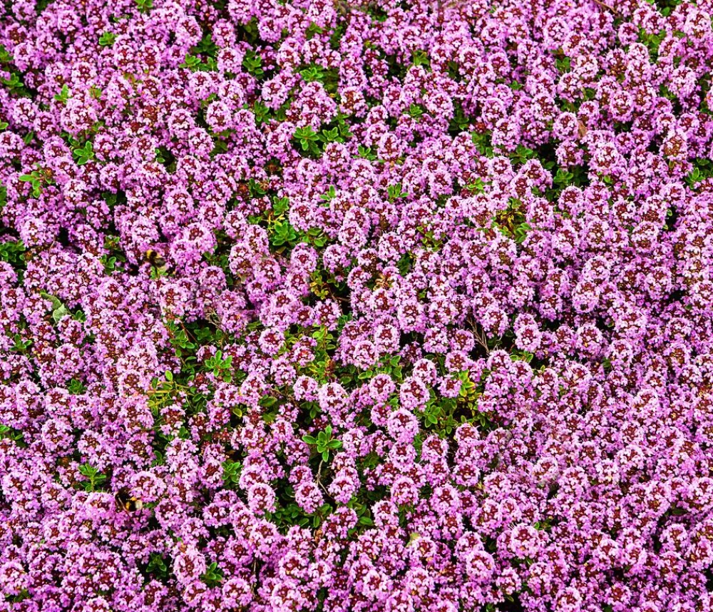 Dehner Bio Bio Feld-Thymian Clearance