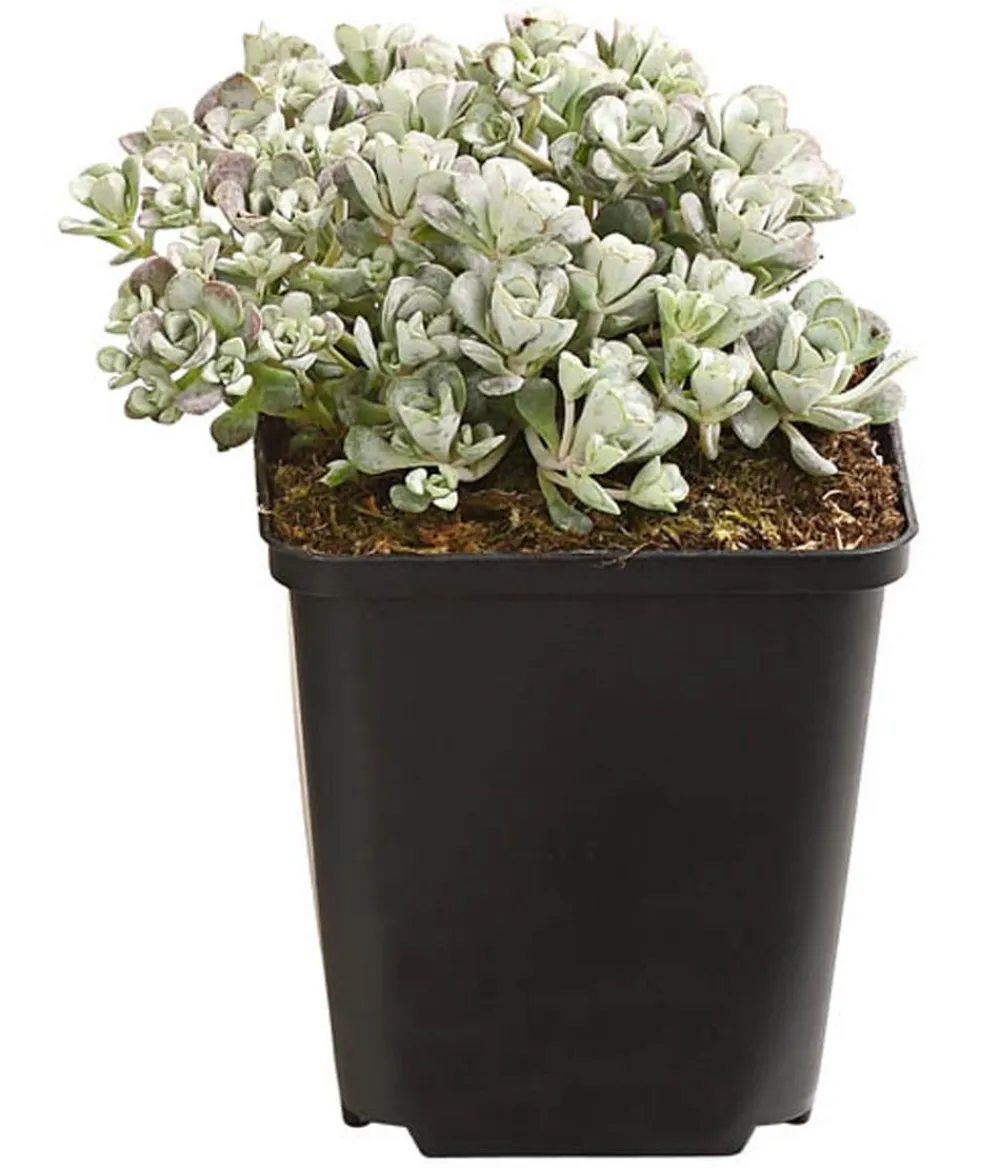 Dehner Bio Bio Fetthenne 'Cape Blanco' Best