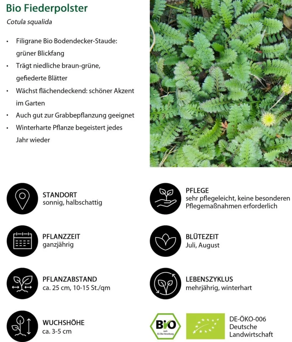 Dehner Bio Bodendecker & Efeu|Bio Stauden > Bio Fiederpolster
