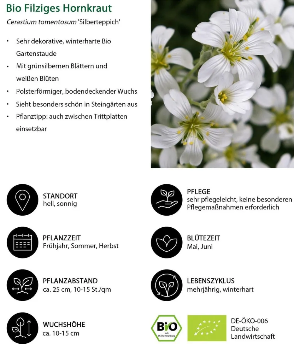 Dehner Bio Steingartenstauden|Bio Stauden > Bio Filziges Hornkraut 'teppich'