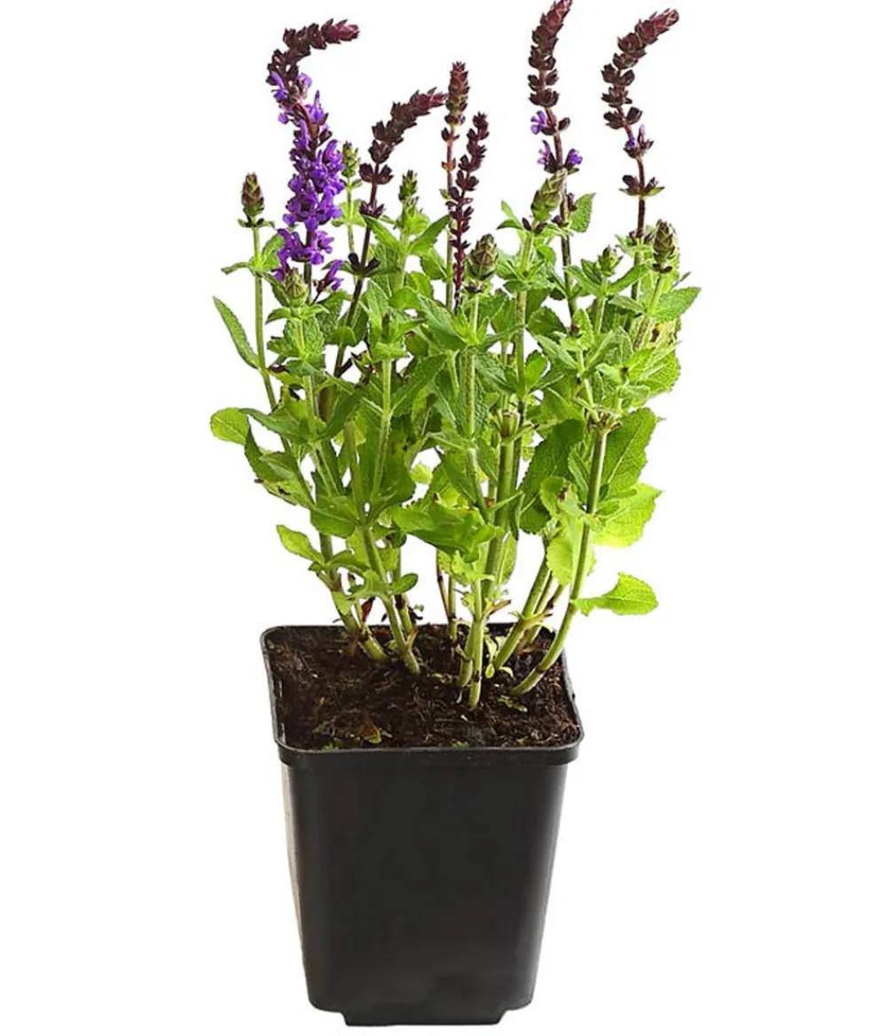 Dehner Bio Sommerstauden|Bio Stauden > Bio Gartensalbei