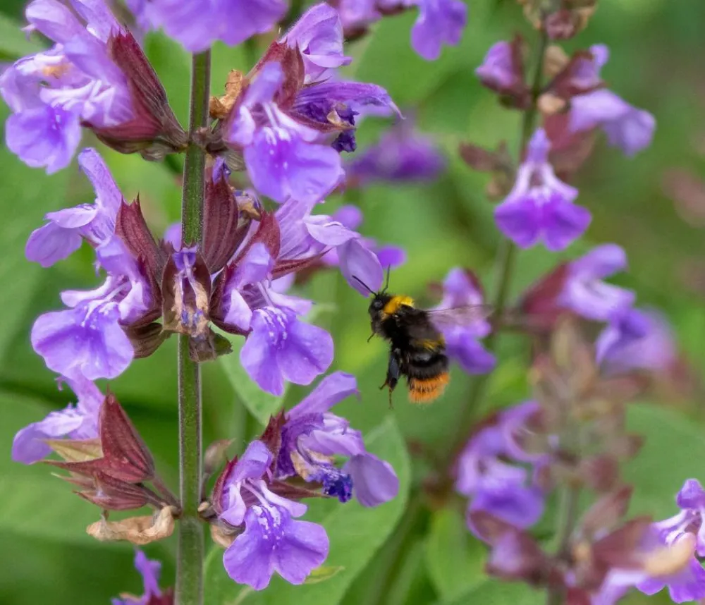 Dehner Bio Sommerstauden|Bio Stauden > Bio Gartensalbei