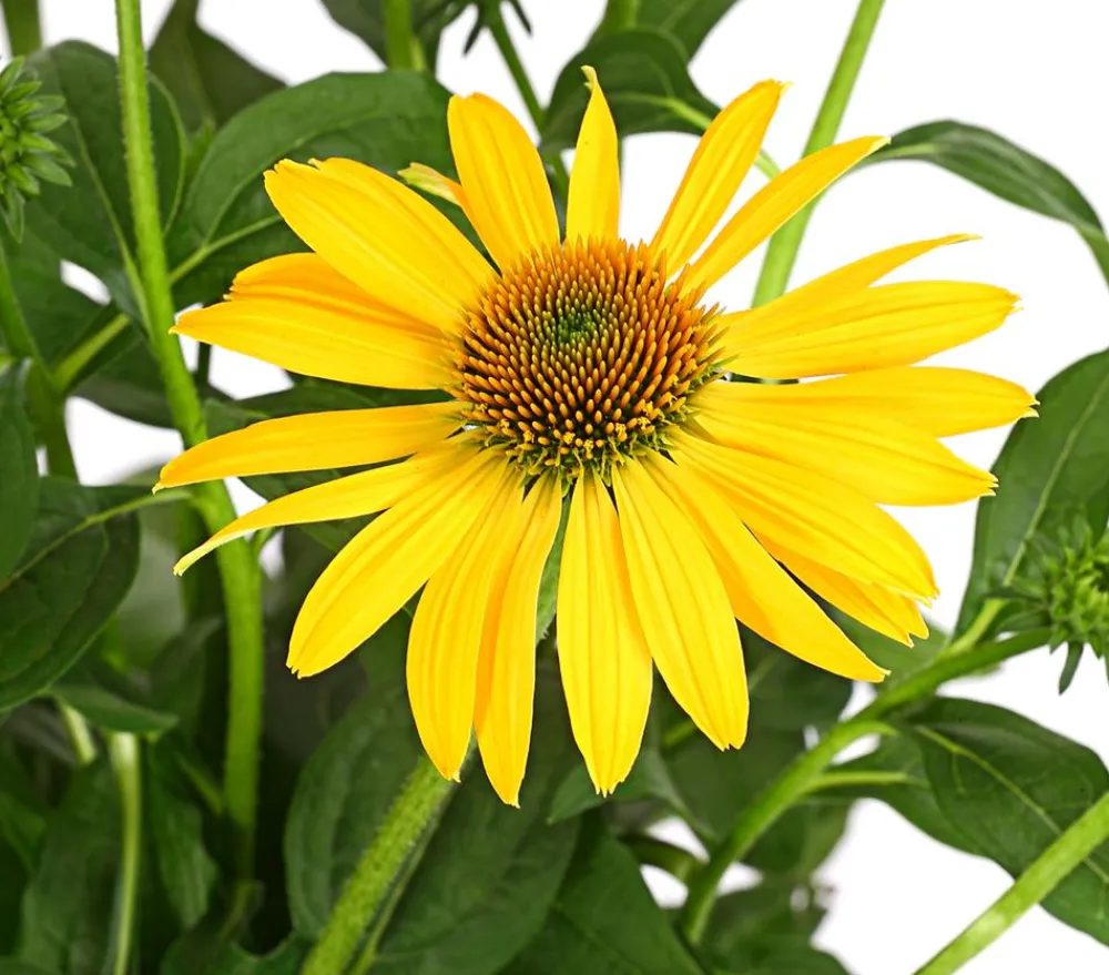 Dehner Bio Bio Garten-Scheinsonnenhut 'Cheyenne Spirit' Online