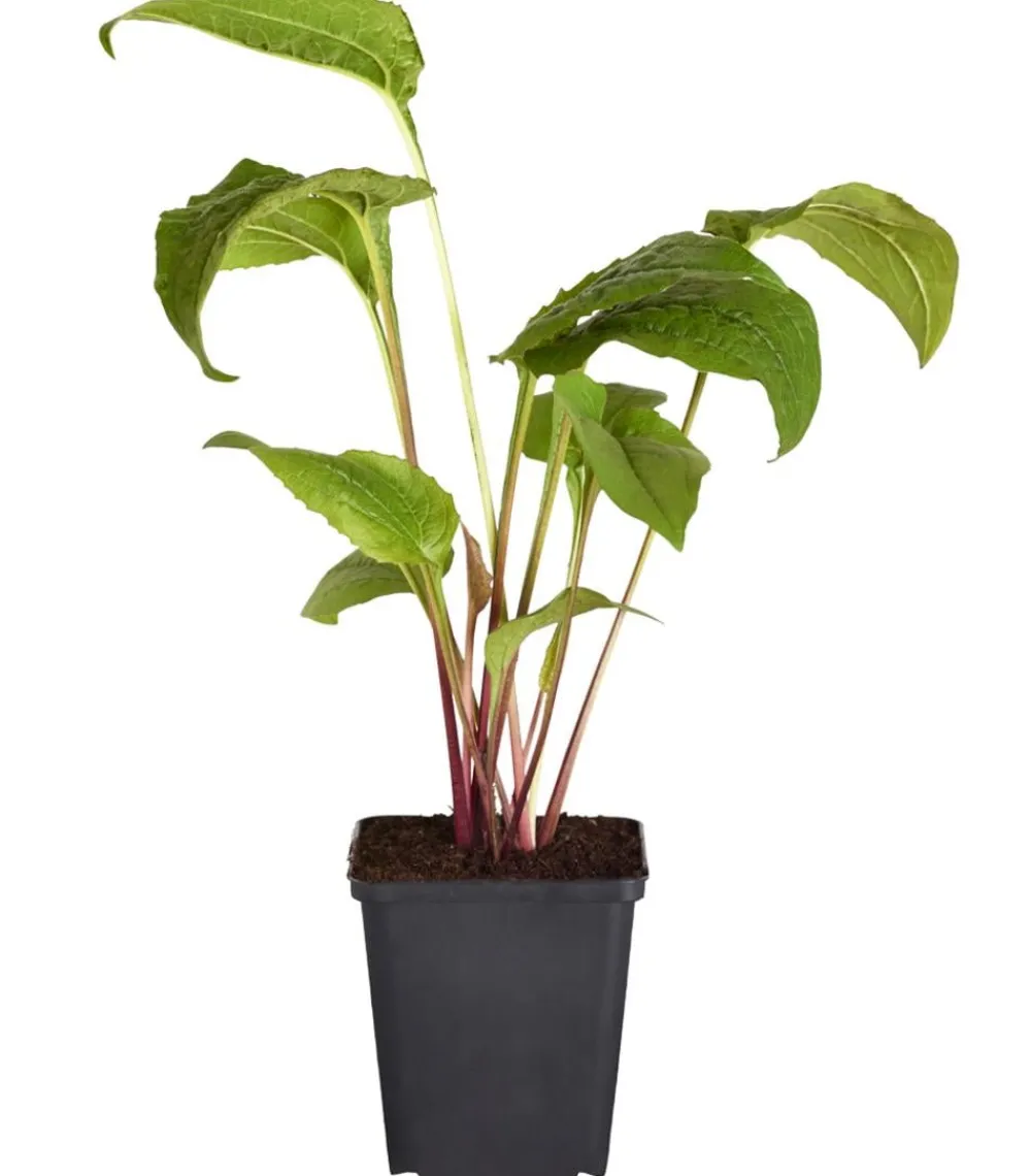 Dehner Bio Bio Garten-Scheinsonnenhut 'Cheyenne Spirit' Online