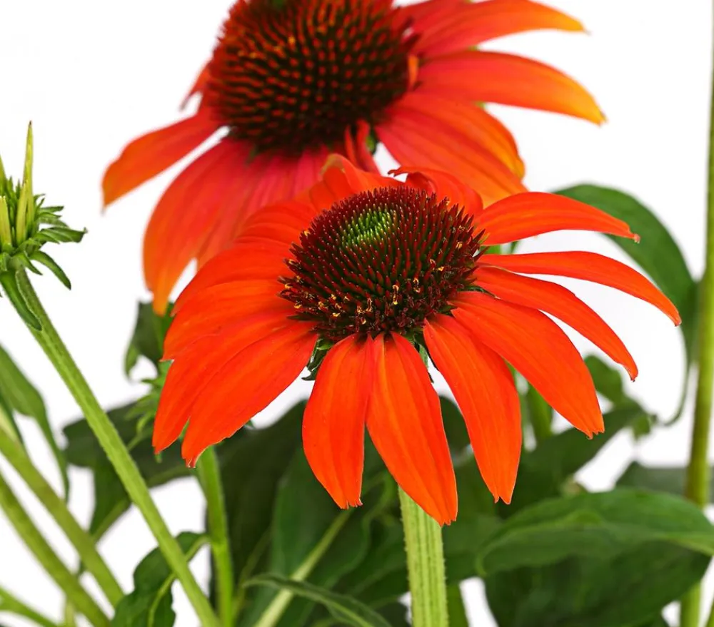 Dehner Bio Bio Garten-Scheinsonnenhut 'Cheyenne Spirit' Online