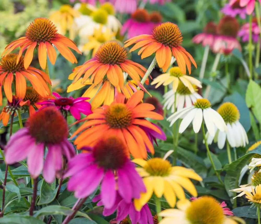 Dehner Bio Bio Garten-Scheinsonnenhut 'Cheyenne Spirit' Online