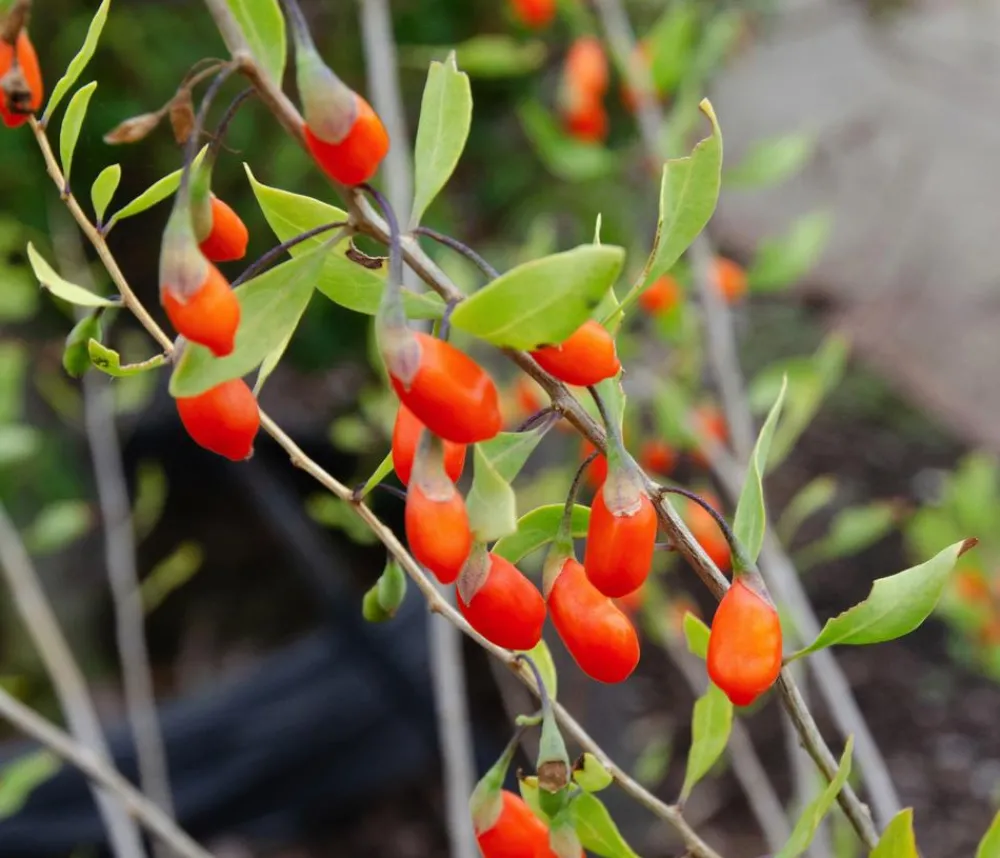 Dehner Bio Weinreben & Gartenobst|Bio-Obststräucher > Bio Goji-Beere 'Instant Success®'