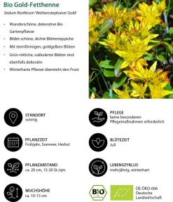 Dehner Bio Bio Gold-Fetthenne 'Weihenstephaner Gold' Gelb Discount