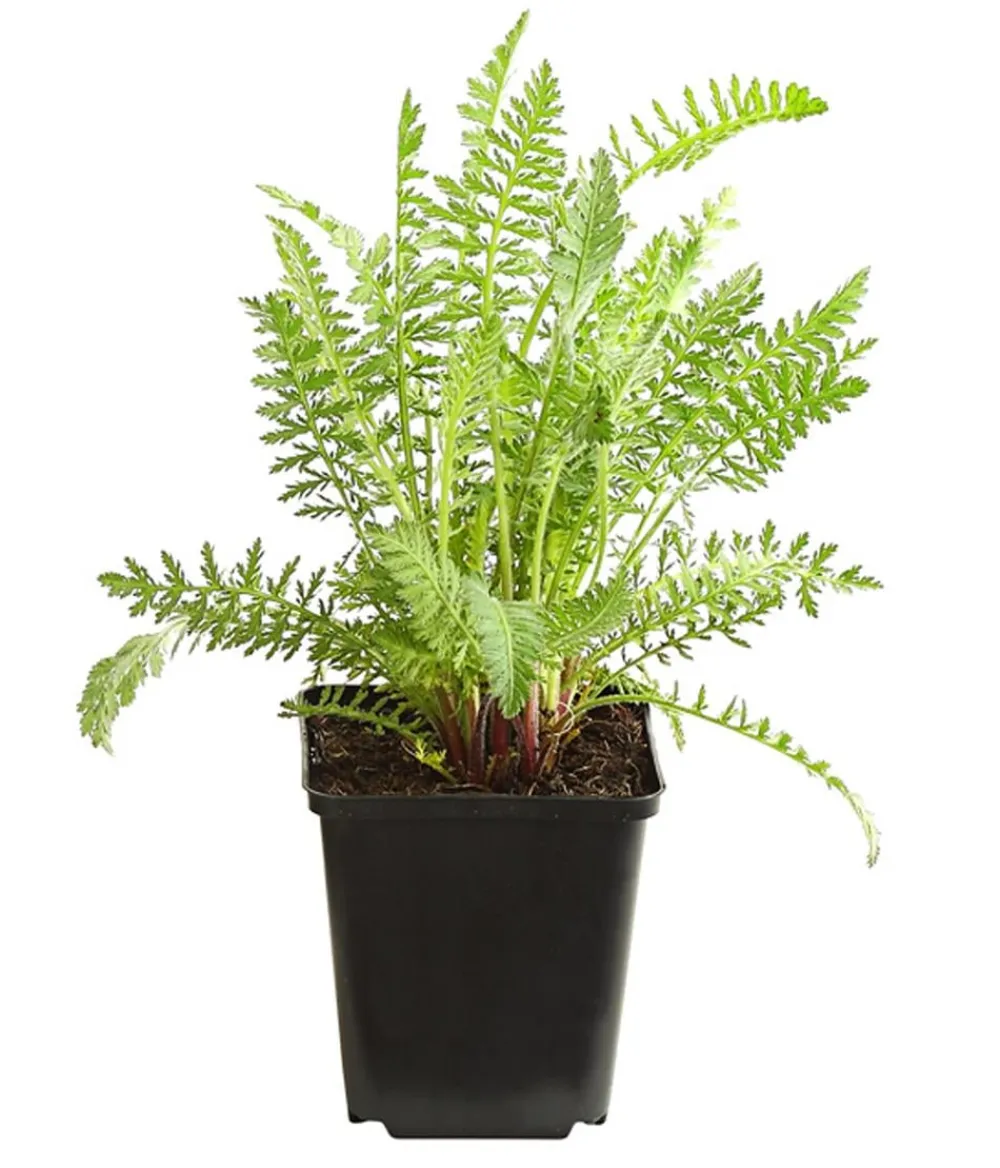 Dehner Bio Sommerstauden|Bio Stauden > Bio Gold-Garbe,