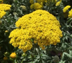 Dehner Bio Sommerstauden|Bio Stauden > Bio Gold-Garbe,