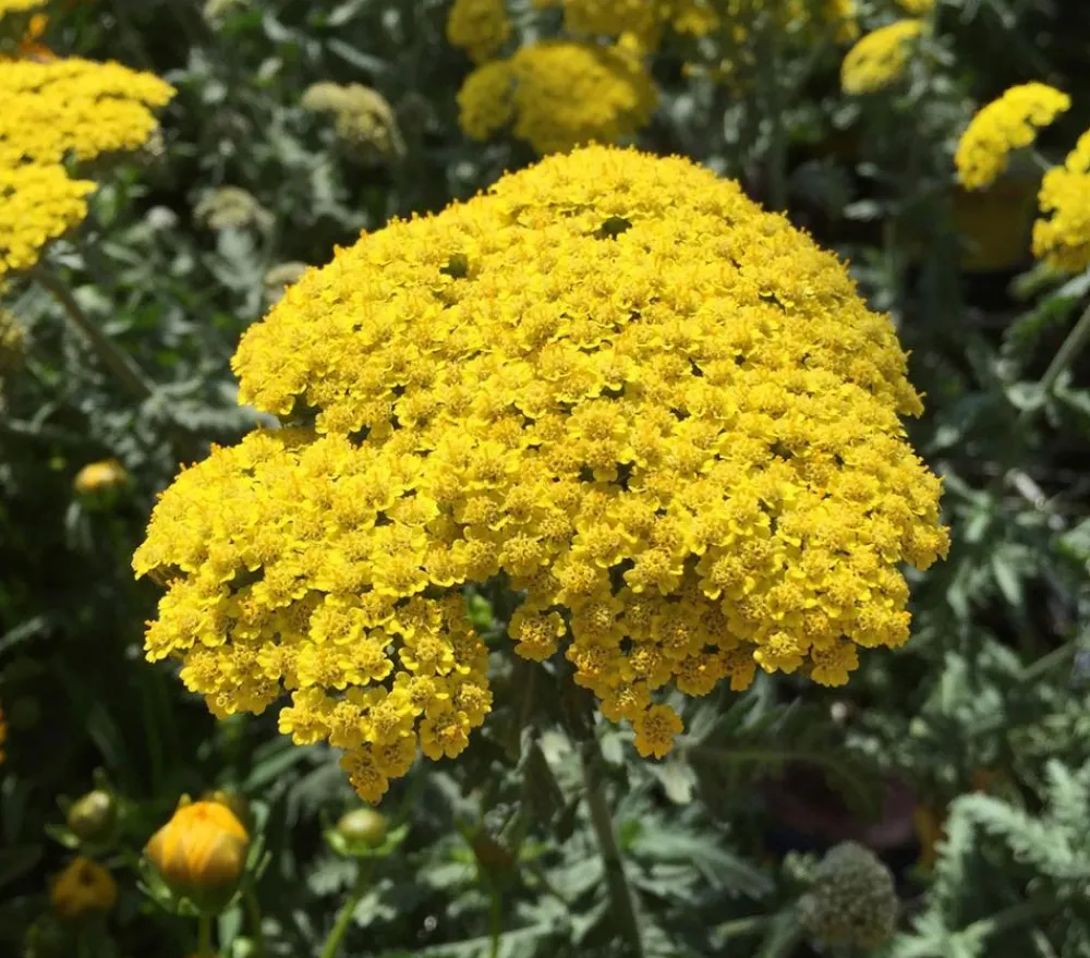 Dehner Bio Sommerstauden|Bio Stauden > Bio Gold-Garbe,