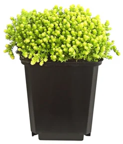 Dehner Bio Bio Gold-Mauerpfeffer 'Aureum' Gelb Best