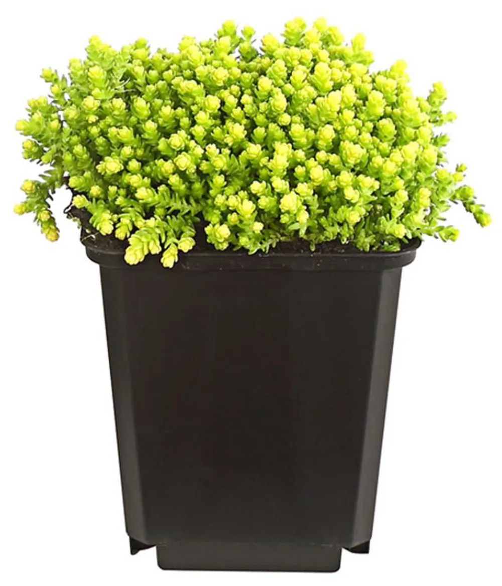 Dehner Bio Bio Gold-Mauerpfeffer 'Aureum' Gelb Best