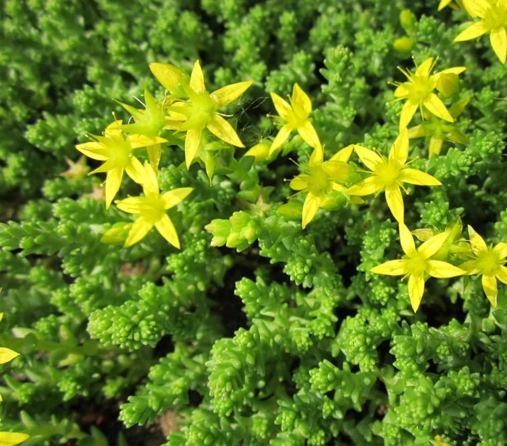 Dehner Bio Bio Gold-Mauerpfeffer 'Aureum' Gelb Best
