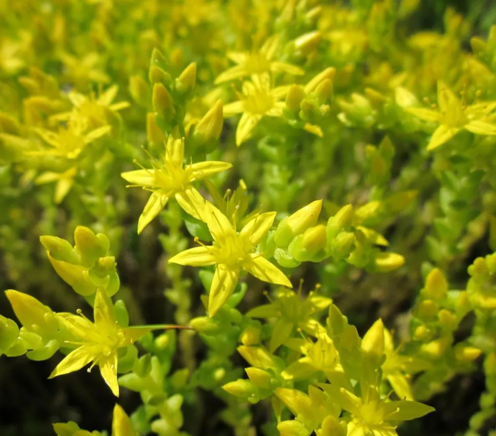 Dehner Bio Bio Gold-Mauerpfeffer 'Aureum' Gelb Best