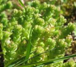 Dehner Bio Bio Gold-Mauerpfeffer 'Aureum' Gelb Best
