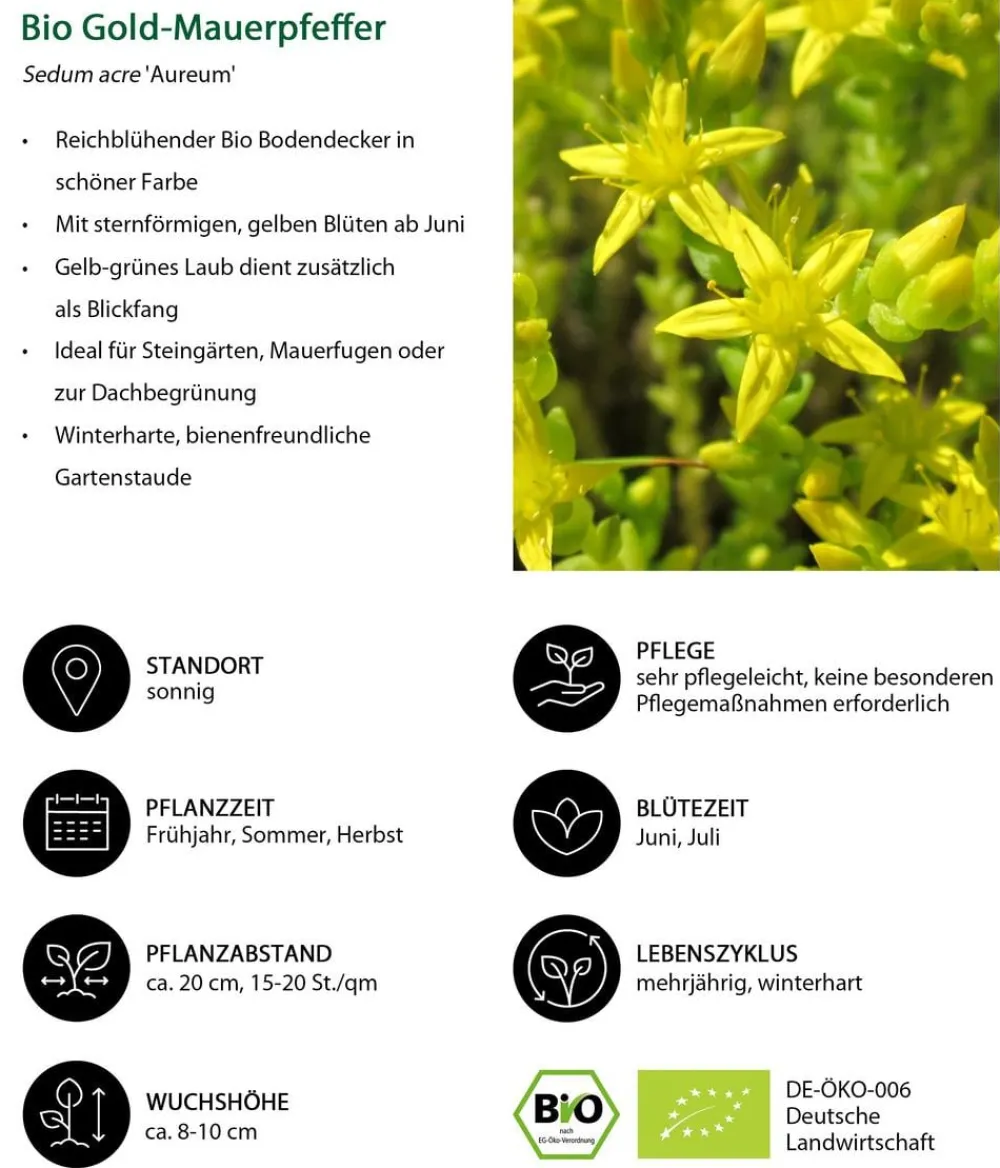 Dehner Bio Bio Gold-Mauerpfeffer 'Aureum' Gelb Best
